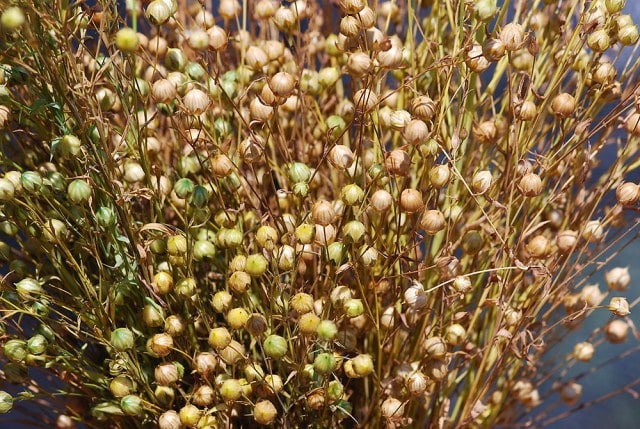 Nahaufnahme von Flachspflanze 