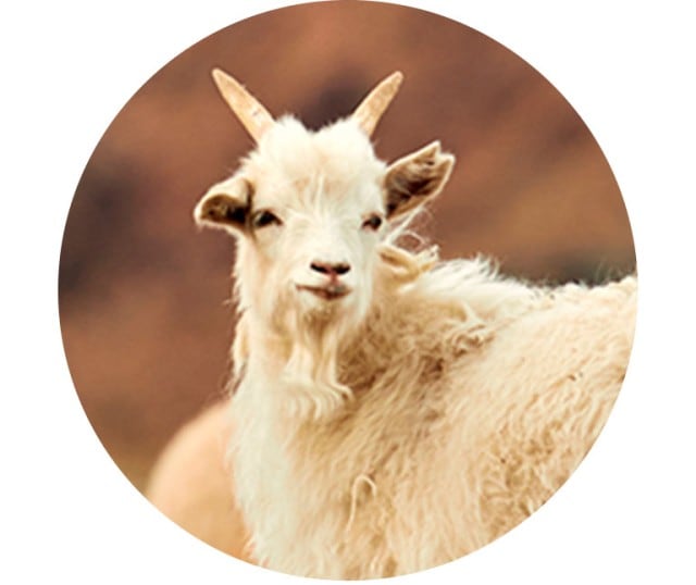 Cashmere Stoff in der Nahaufnahme