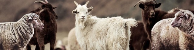 Eine Herde aus Ziegen und Schafen auf einer Wiese. Eine weiße Ziege steht im Mittelpunkt umgeben von schwarzen und braunen Ziegen sowie Schafen.