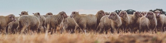 Eine große Herde Schafe auf einer Wiese, dicht beieinander stehend.