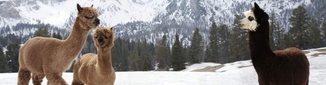 Drei Alpakas stehen in einer Schneelandschaft.