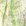 Limette Limette